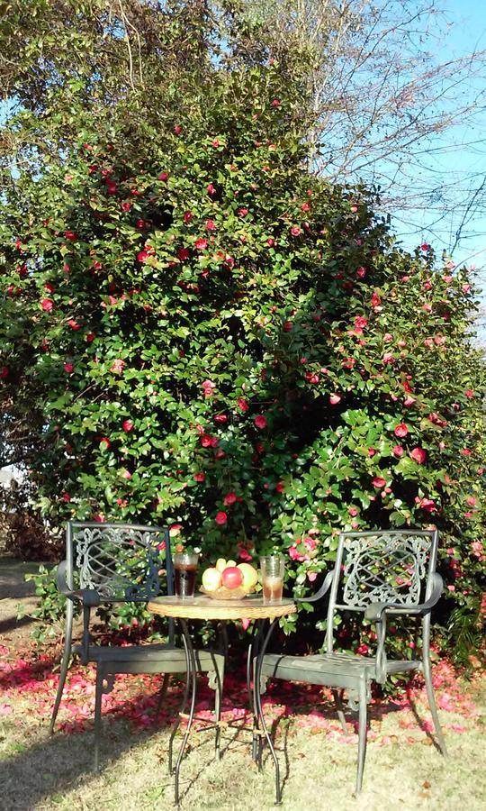 Fruits Of Vienna B&B Exterior photo